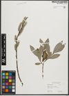 Foto von Salix phylicifolia L.
